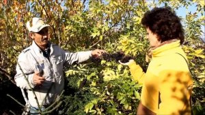 Бузина. sadovymir.ru