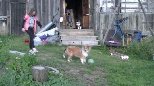 щенку колли 5 месяцев
the collie puppy is 5 months old