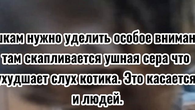 Как ПРАВИЛЬНО мыть котов (Ответ) смотреть онлайн