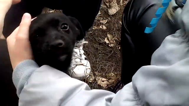 VLOG моё первое видео ,НАШЛИ ЩЕНЯТ огромные лужи! смотреть онлайн