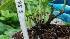 Как выращивается полуфабрикат крупнолистных гортензий?🤔🌺🌺🌺