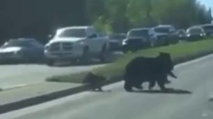 Как медведица дорогу переходила