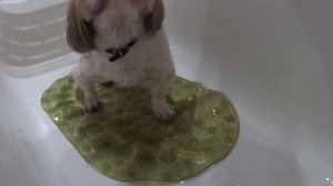 Моем собачке лапки с помощью лапомойки