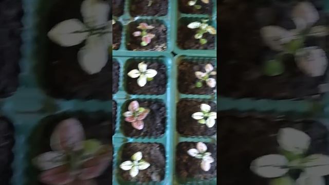 Выращиваем гипоэстес... смотреть онлайн