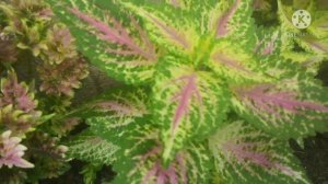 MAYANA PLANT/COLEUS PLANT VARITIES/HERBAL PLANT