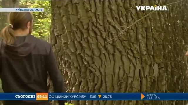 Уникальный многовековой лес в Киеве смотреть онлайн