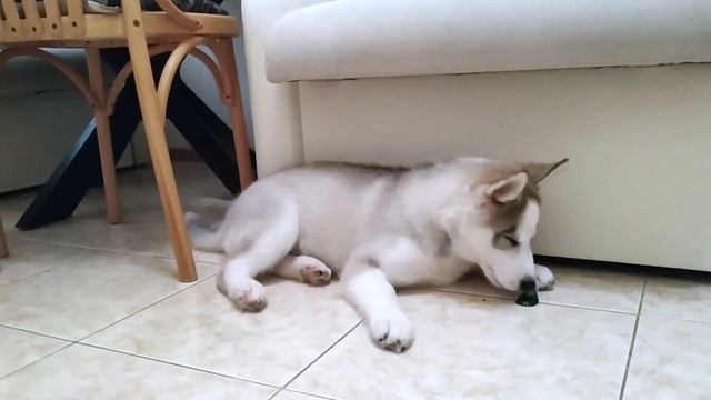 Игры Грома | Пробую Огурец | Хаски дома смотреть онлайн