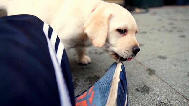 Labrador Puppies Growing Up Diary - Part 5 смотреть онлайн