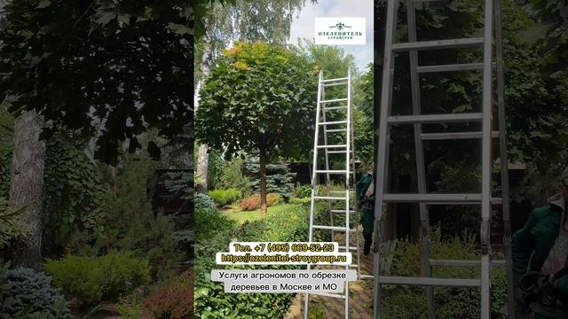 Заказать обрезку садовых деревьев в Москве и МО по т. 84956695223. Выезд на работы агрономов!!!