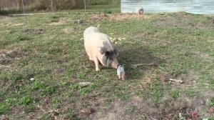 Свиноматка чуть не разорвала собаку за поросёнка