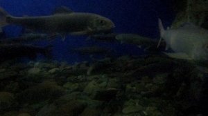 Байкальский музей Иркутского научного центра