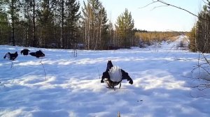 Тетерев-косач на токовище (живой звук!)
