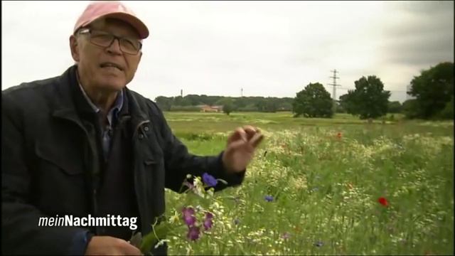 NDR Mein Nachmittag – Wildblumenwiese, schön und nützlich смотреть онлайн