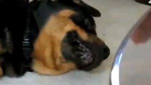 Собачьи бои. Dogfights