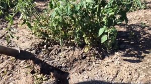 Не выбрасывайте старую косу Пропольник Васильева