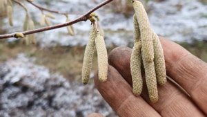 Фундук Трапезунд как ОПЫЛИТЕЛЬ 2024г