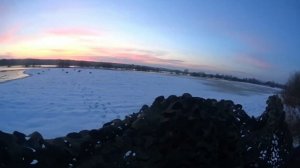 Открытие охоты на гуся 2023. Много разной птицы на болоте.#охотанагуся#охотанагусясчучелами#гуси