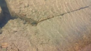 Новопятигорское озеро. Змейки в озере. Пятигорск. Достопримечательности.