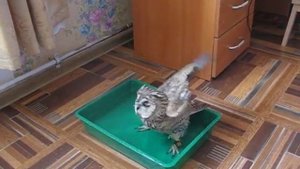 Ерёма купается (ушастая сова) Long-eared owl taking a bath