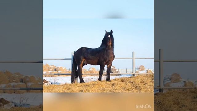 Лошади Владимирские смотреть онлайн