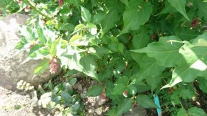 Лейцестерия красивая (дат. Himalayaleycesteria, лат. Leycesteria formosa) .  4 авг. 2021