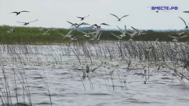 Птицы и звери Дарвинского заповедника. Заповедники РФ смотреть онлайн