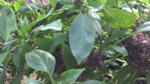 Загородная жизнь. Базилик Тайская королева.