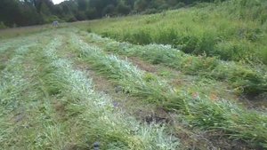 Польская роторная косилка в работе