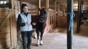 Магнит корове. нужен ли. Постановка магнитной ловушки