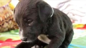 Из люка доносился плач, маленький щенок оказался в грязной воде и мог в любой момент утонуть