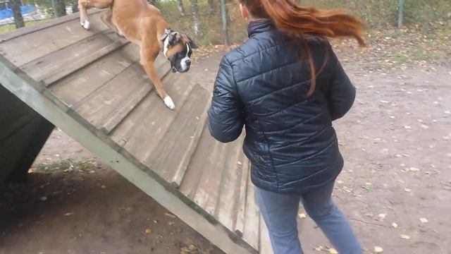 Дрессировка собак-боксер Гарри 7 мес смотреть онлайн