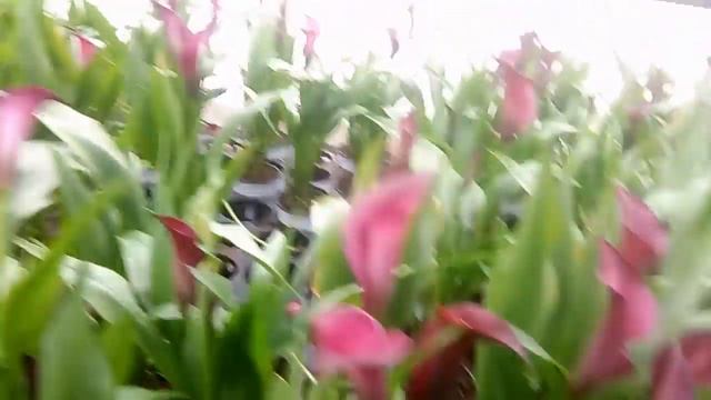 The Perfect Calla Lily, varieties of Calla lily flower смотреть онлайн