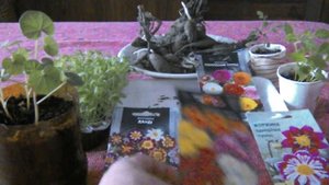 Георгины из семян. Выращивание как многолетников.