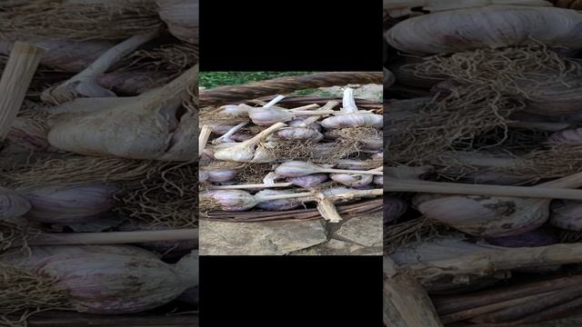 лукошко чеснока