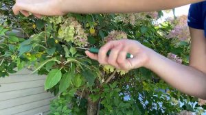 How To Dry Hydrangea Blooms!