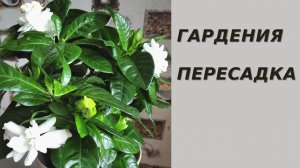Гардения жасминовидная. ПЕРЕСАДКА.