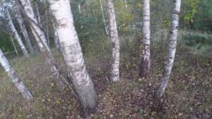 Коп с Беркут 5