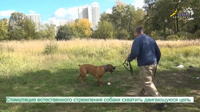 Дрессировка собак, команда апорт, два вида обучения смотреть онлайн