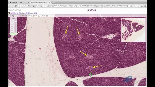 Histology Helper - Digestive Gland Histology смотреть онлайн