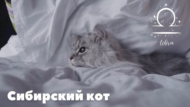 ЗНАКИ ЗОДИАКА КАК КОТЫ ?