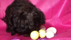 Русская цветная болонка ? Авеста Вива Бакшиш ? 4,5 месяца