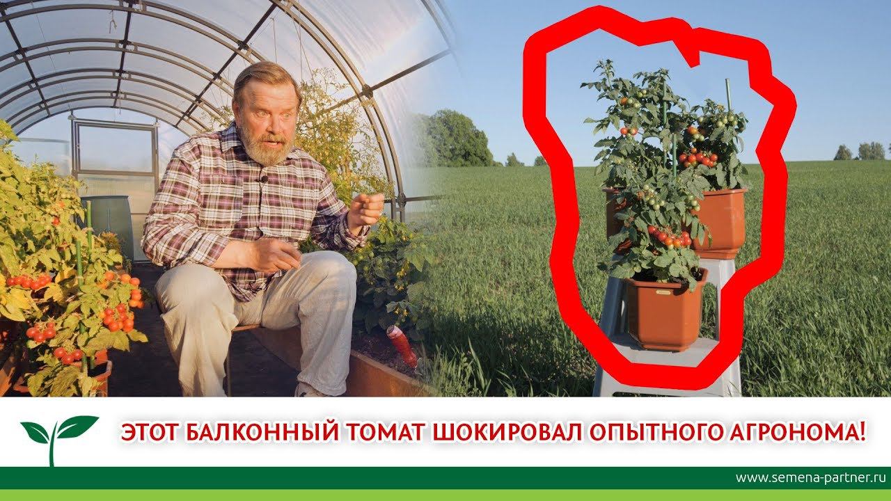 ЭТОТ БАЛКОННЫЙ ТОМАТ ШОКИРОВАЛ ОПЫТНОГО АГРОНОМА!