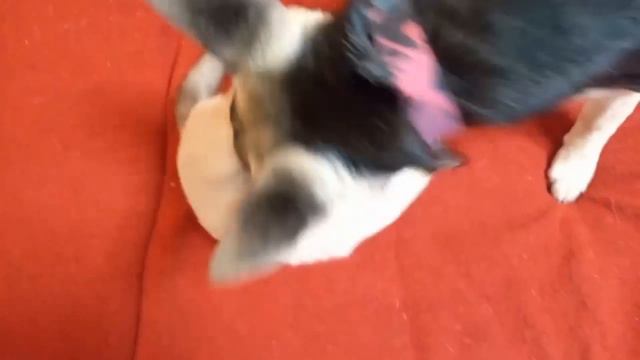 КОШМАР!!! УЖАС!!! КОТ ЕСТ ОВЧАРКУ!!! смотреть онлайн