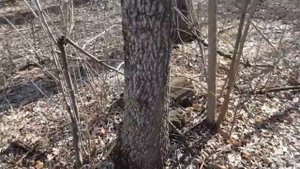 Подкормка пшеницы весной аммиачной селитрой.Селитра - удобрение для пшеницы.