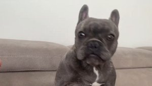 French Bulldog Barking for attention…