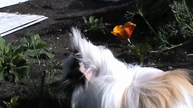 Guinea pig: the last days of summer. Funny animals. Морская свинка: последние летние дни. смотреть онлайн