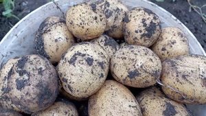 #картофель #нандина ранний сорт