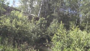 РЫБАЛКА НА ВЕРШУ В СВОЕМ ПРУДУ .