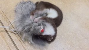 Домашняя ласка уничтожает мышь