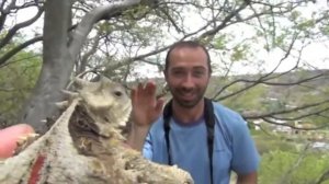 Giant horned lizard (Phrynosoma asio)